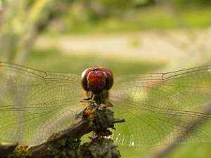 Ruddy Darter, Insect, dragon-fly