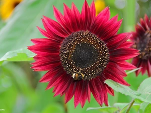 dumbledor, Red, Sunflower decorative