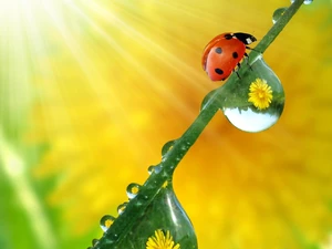 dew, ladybird, stalk