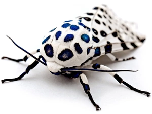 dots, moth, Blue
