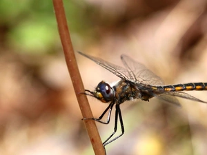 dragon-fly, branch
