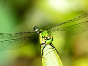 dragon-fly, branch