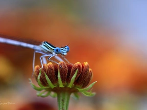 Colourfull Flowers, Blue, dragon-fly