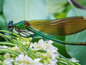 dragon-fly, Flowers
