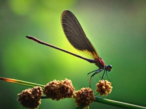 dragon-fly