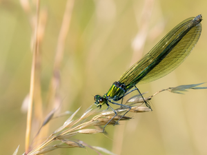 plant, dragon-fly, Banded Demoiselle