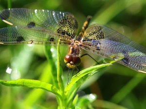 Close, dragon-fly, plant, Insect