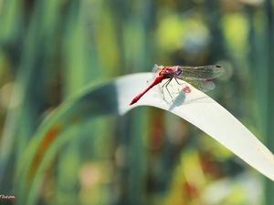 dragon-fly, grass