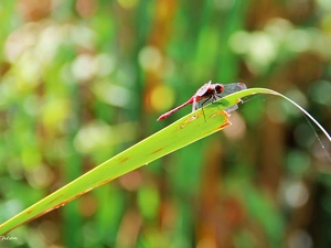 dragon-fly, grass
