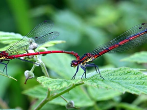 dragon-fly, Leaf