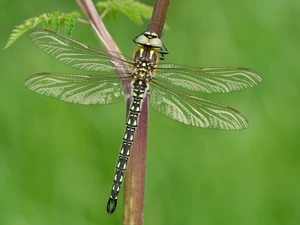 dragon-fly, plant