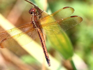dragon-fly, stick