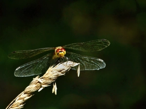 dragon-fly, wings