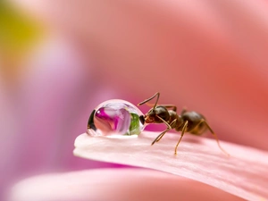 drop, Close, flower, ant, petal