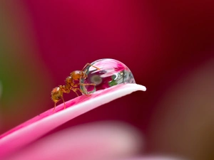 Close, ant, Water Drop