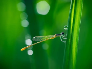 grass, dragon-fly, drop