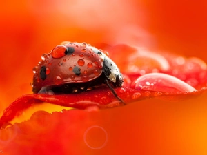 drops, Close, petal, flower, ladybird