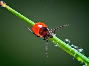 drops, cockchafer, grass