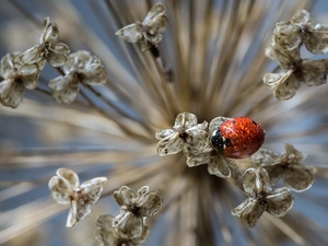 ladybird, dry, plant, drops