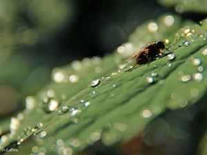 drops, fly, leaf