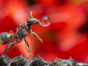 wasp, dew, Close, drops