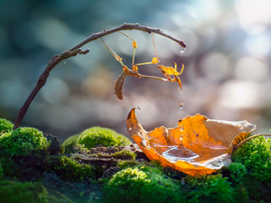 leaf, Close, drops, water, Moss, mantis