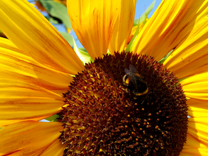 dumbledor, Sunflower, decorated