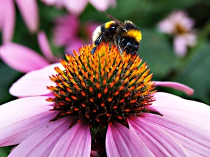 dumbledor, Flower, echinacea