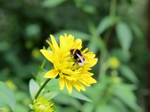 dumbledor, Yellow, Flower