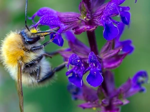 dumbledor, Colourfull Flowers