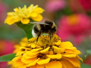dumbledor, Colourfull Flowers