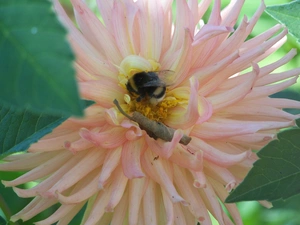 dumbledor, Colourfull Flowers