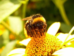 dumbledor, Colourfull Flowers