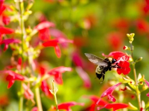 dumbledor, Red, Flowers