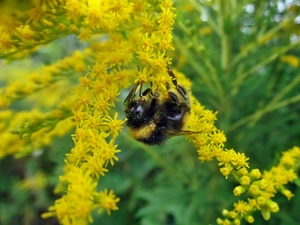 preying, dumbledor, Flowers, Goldenrod, Yellow