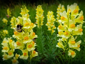 Snapdragon, dumbledor, Flowers, Snapdragon, Yellow