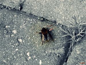 Insect, Gray, brick, dumbledor