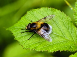 dumbledor, Green, leaf