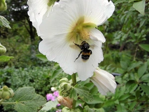 dumbledor, White, mallow