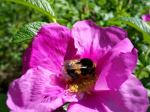 dumbledor, Purple, rose