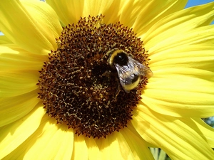 dumbledor, Sunflower