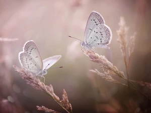 blades, butterflies, Dusky, grass