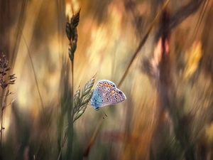 blades, butterfly, Dusky Icarus, grass