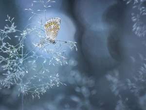 Dusky Icarus, Bokeh, grass, butterfly, stalk