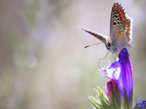 Colourfull Flowers, butterfly, Dusky Icarus