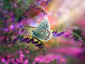 Flowers, butterfly, Dusky Icarus