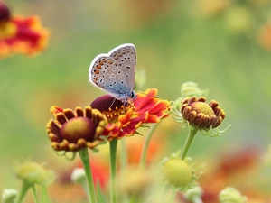 butterfly, Insect, Flowers, Dusky Icarus, Helenium Hybridum