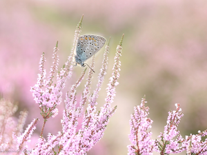 heather, butterfly, Dusky Icarus