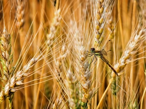 dragon-fly, corn, Ears