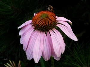 echinacea, bee